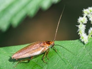 Blattella Germanica Deutsche Schabe Gemeine K chenschabe Kakerlake 
