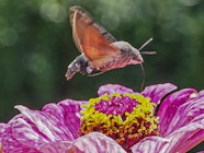 Macroglossum Stellatarum Taubenschw nzchen Insects
