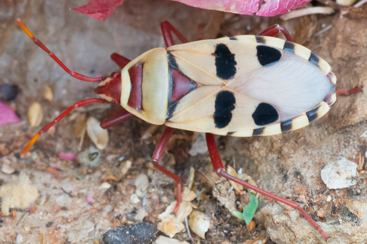 Probergrothius Angolensis Insects