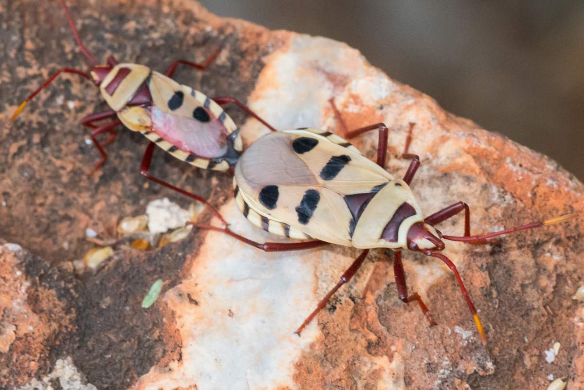 Probergrothius Angolensis Insects