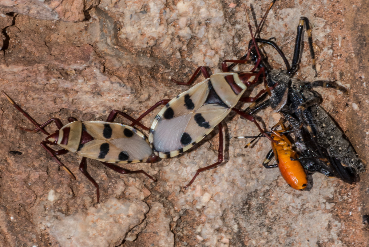 Probergrothius Angolensis Insects