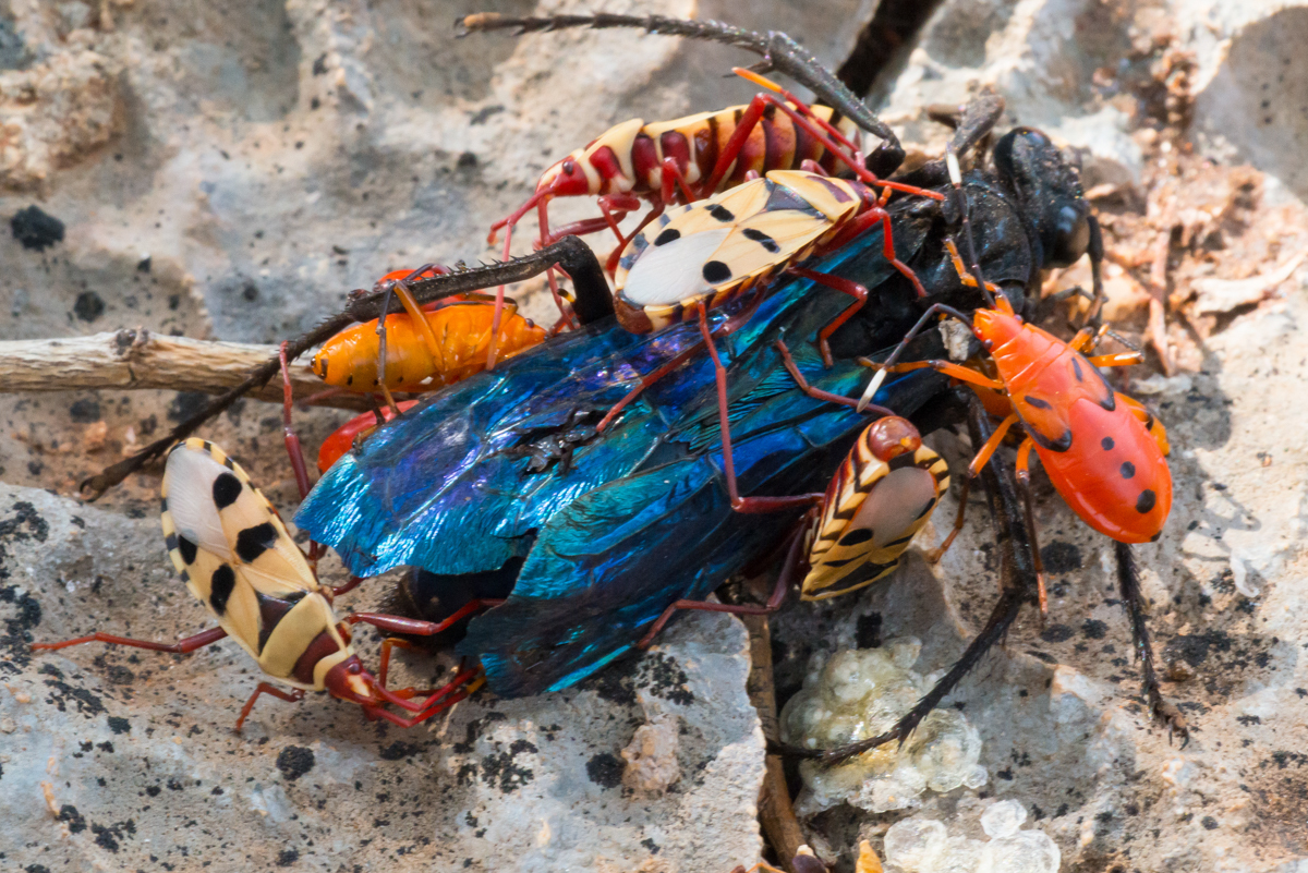 Probergrothius Angolensis Insects