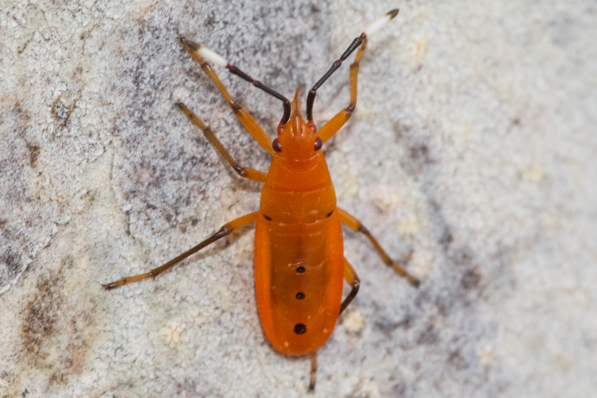 Probergrothius Angolensis Insects