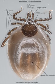 Aufbau Und Gestalt Ixodes Ricinus Aufbau Und Gestalt Von Zecke Insects