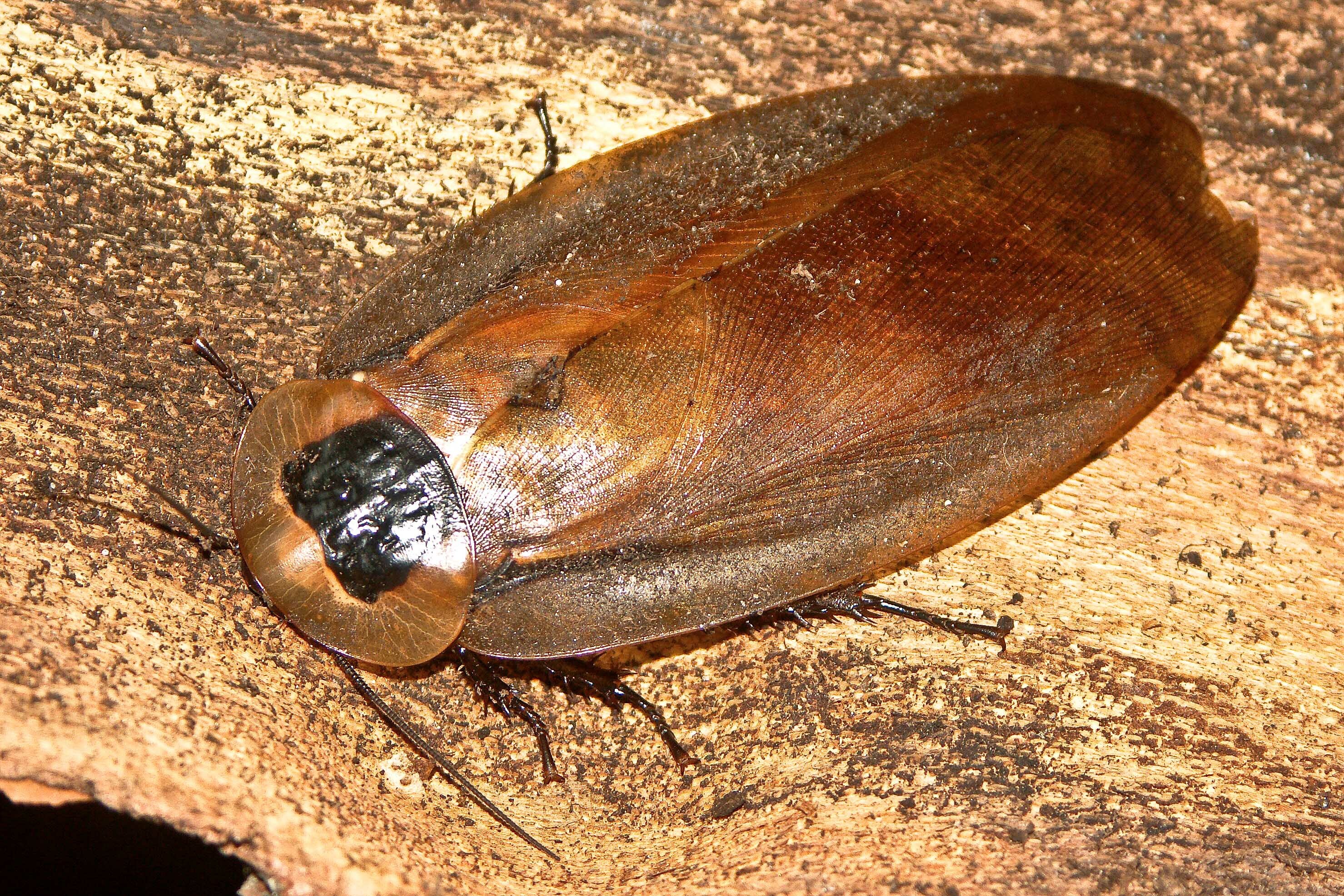 Blaberus Giganteus